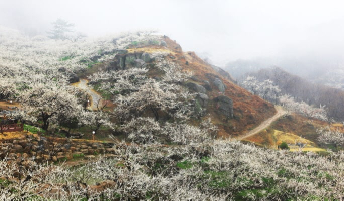 Spring Special: Gwangyang Plum Blossom (Maehwa) Festival & Jeonju Hanok Village 1 Day Tour - from Seoul (Mar 10~21)